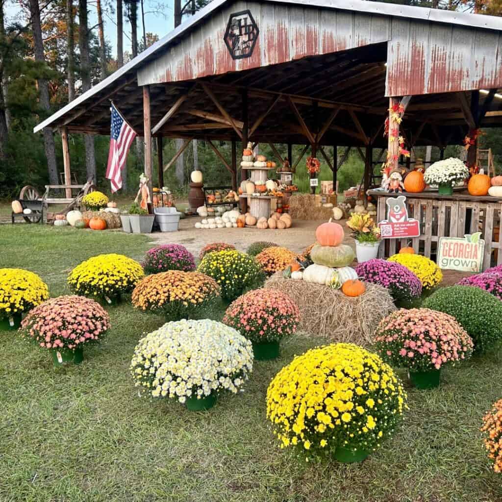 Fall Activities in Middle Georgia: Your Family's 2026 Guide 2 Fall display at Herrington Farms with colorful mums, pumpkins, hay bales, and a rustic farm stand.
