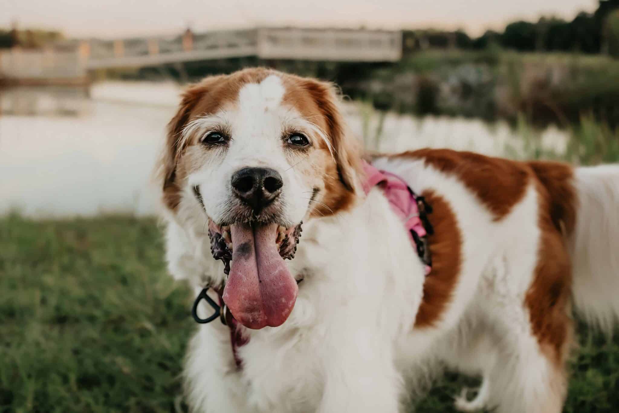 Dog Parks in Macon GA: Where to Take Your Pup 1 Macon dog park fire family photography